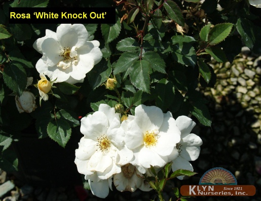 ROSA  White Knock Out®