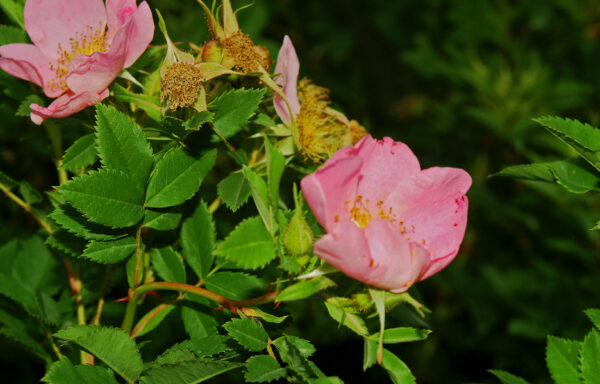 ROSA palustris