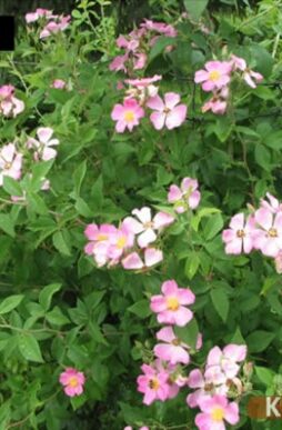 ROSA setigera - Prairie Rose
