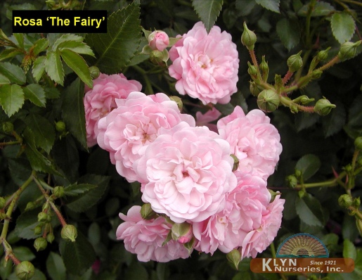 ROSA 'The Fairy' - The Fairy Rose