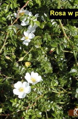 ROSA wichuraiana poterifolia - Miniature Memorial Rose