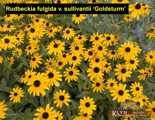Rudbeckia Fulgida V Sullivantii Goldsturm Klyn Nurseries Inc,Half Square Triangles Quilt
