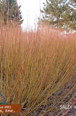 SALIX x cottetii 'Bankers' - Bankers Willow