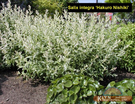SALIX integra ‘Hakuro Nishiki’