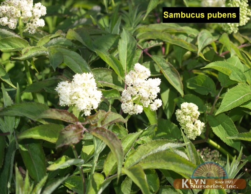 SAMBUCUS pubens - Red Berried Elderberry