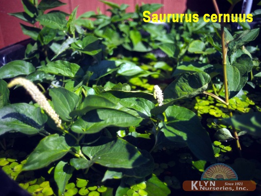 SAURURUS cernuus - Lizard's Tail