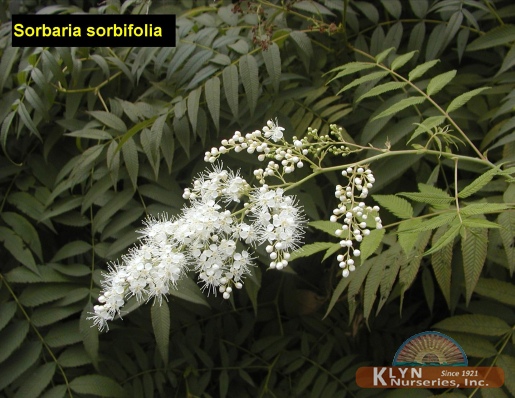 SORBARIA sorbifolia