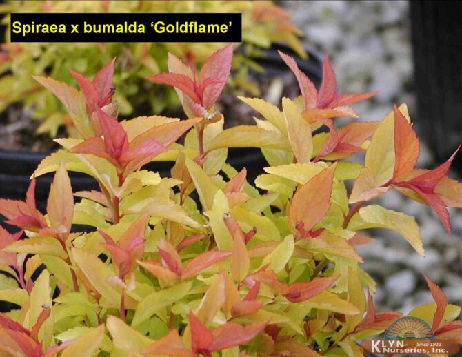 SPIRAEA japonica 'Goldflame' - Goldflame Spirea