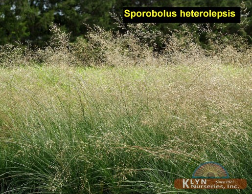 SPOROBOLUS heterolepsis - Prairie Dropseed