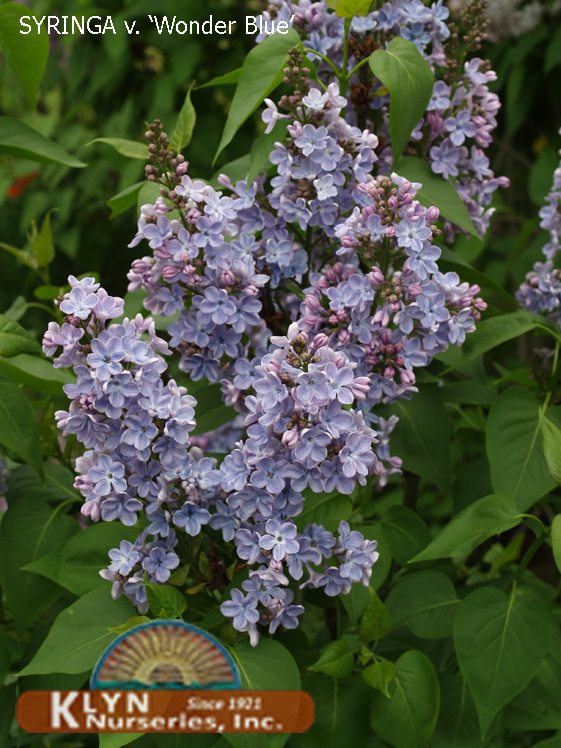 SYRINGA vulgaris 'Wonder Blue' - Wonder Blue Lilac