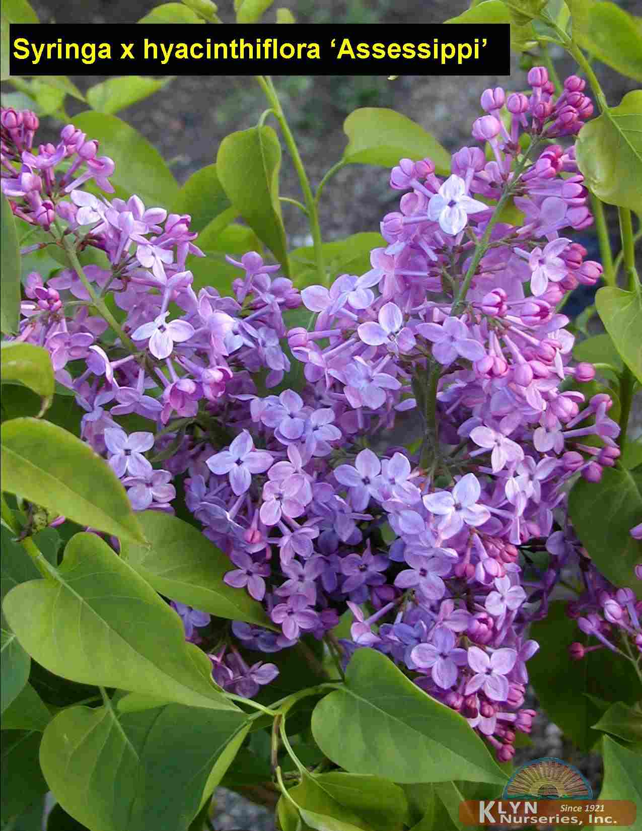 SYRINGA x hyacinthiflora ‘Assessippi’