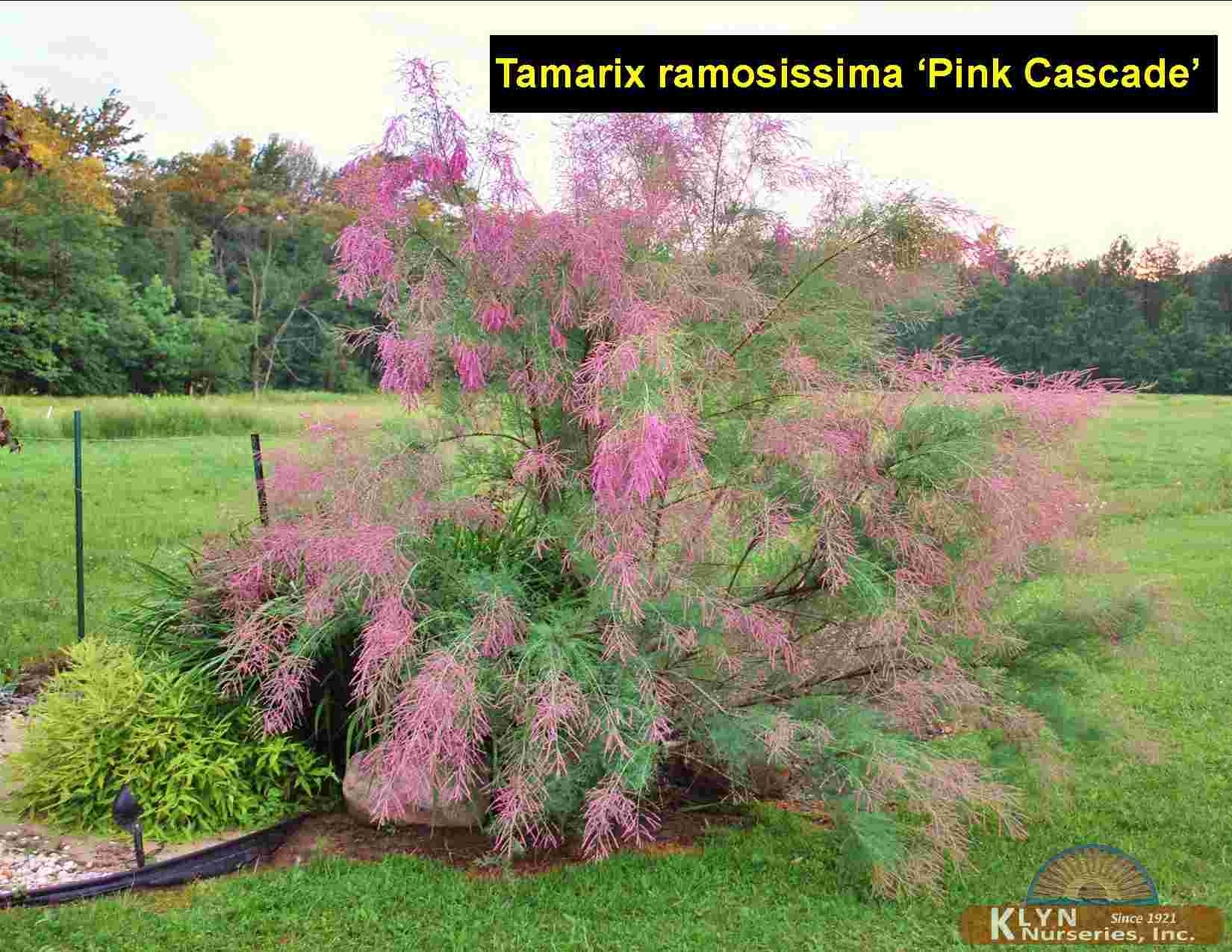 TAMARIX ramosissima ‘Pink Cascade’