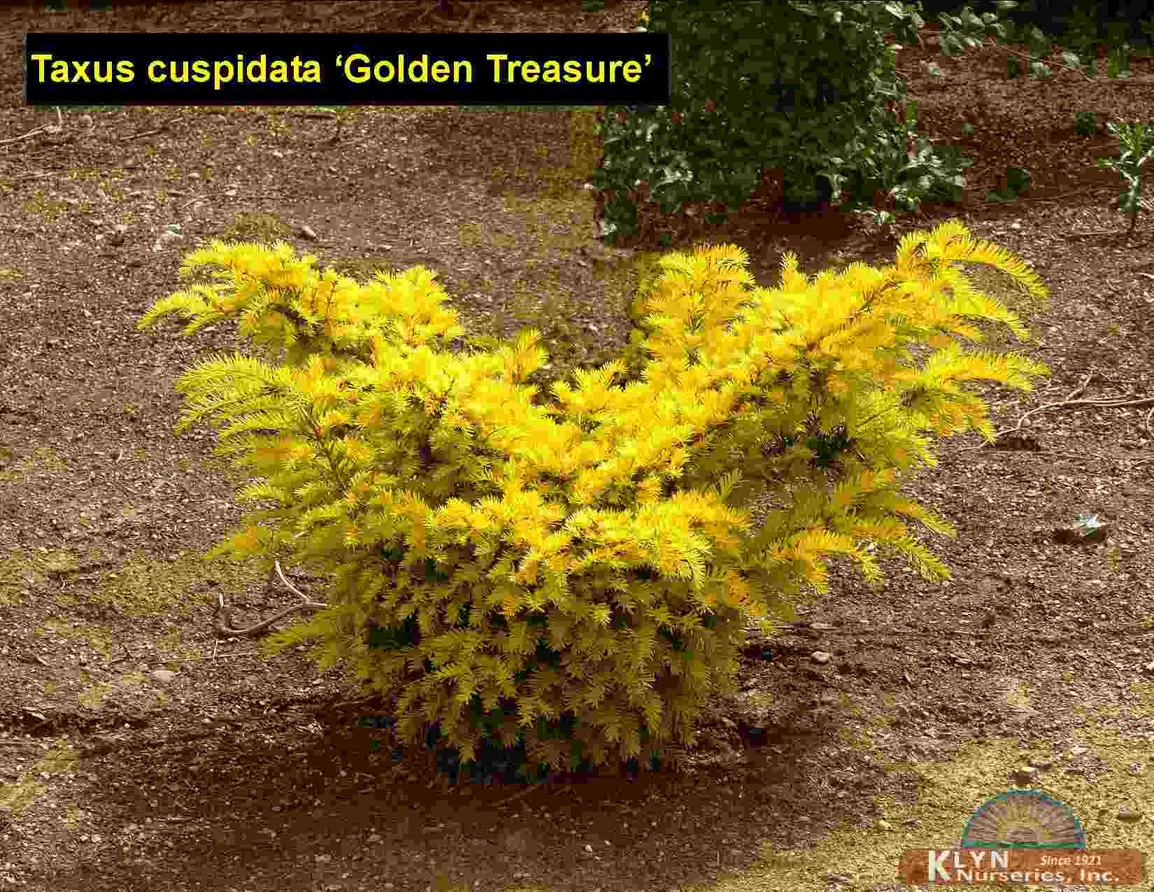 Taxus Cuspidata Golden Treasure Golden Treasure Spreading Yew