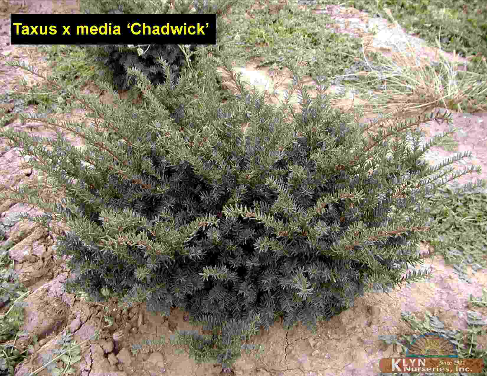 TAXUS x media 'Chadwick' - Chadwick Yew