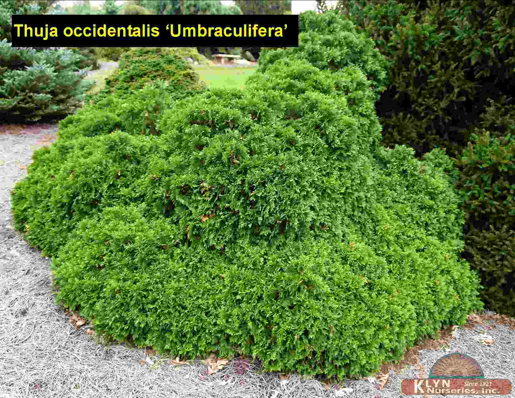 THUJA occidentalis 'Umbraculifera' - Umbrella American Arborvitae