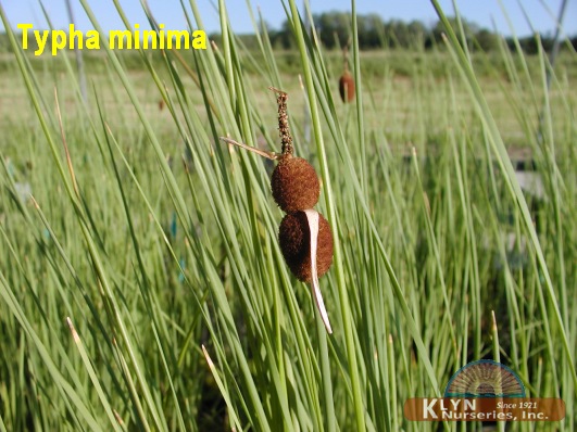TYPHA minima - Miniature Cattail