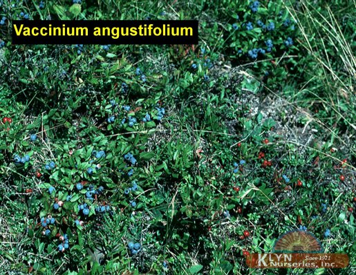 VACCINIUM angustifolium - Lowbush Blueberry