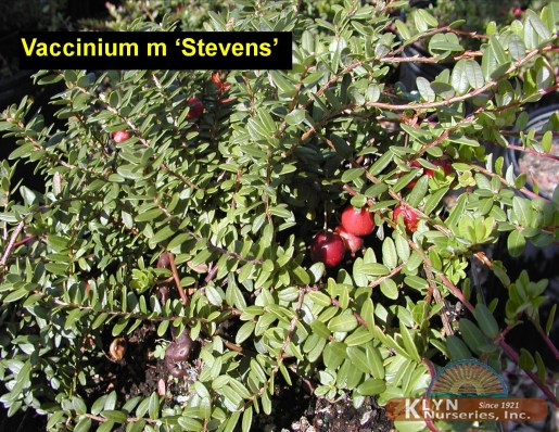 VACCINIUM macrocarpon 'Stevens' - Stevens American Cranberry