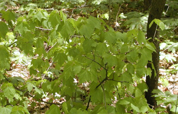 VIBURNUM acerifolium