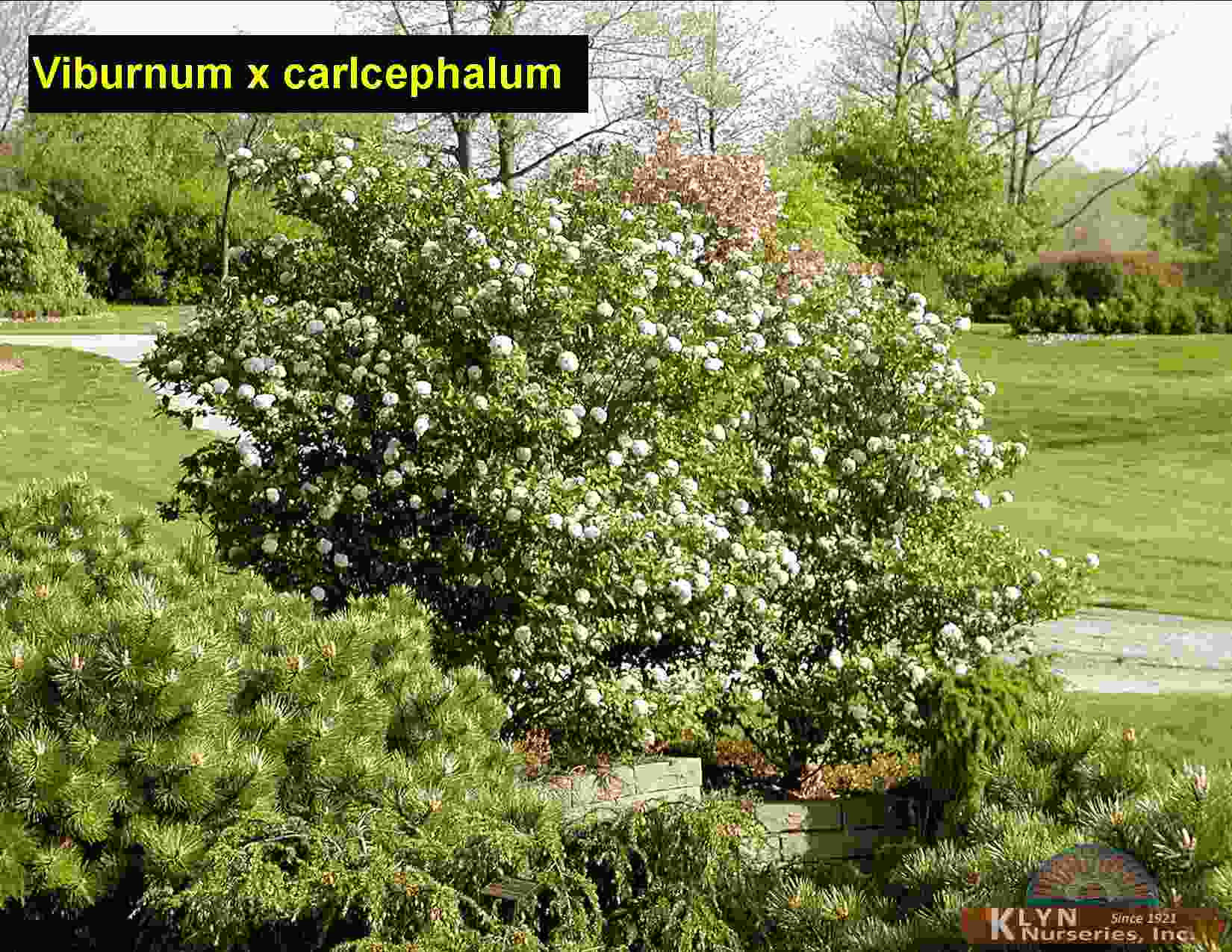 VIBURNUM x carlcephalum - Klyn Nurseries Inc.