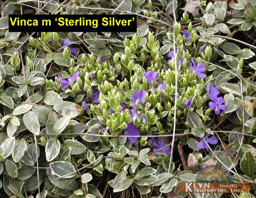VINCA minor 'Sterling Silver' - Sterling Silver Myrtle