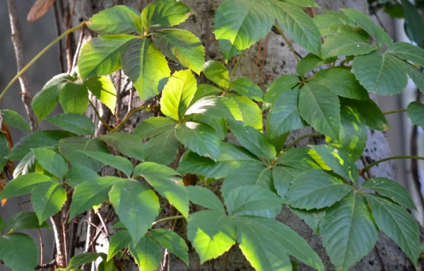 PARTHENOCISSUS quinquefolia