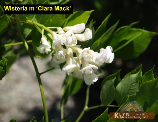 WISTERIA macrostachys ‘Clara Mack’
