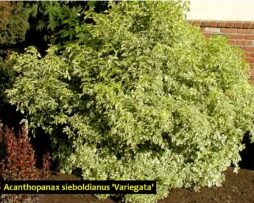 ACANTHOPANAX sieboldianus 'Variegatus'