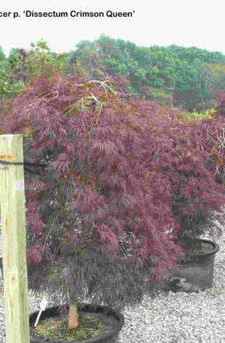 ACER palmatum 'Dissectum Crimson Queen' - Laceleaf Maple