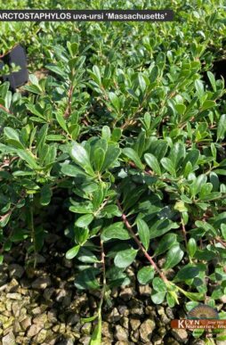 ARCTOSTAPHYLOS uva-ursi 'Massachusetts' - Massachusetts Bearberry