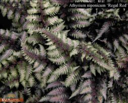 ATHYRIUM niponicum 'Regal Red'