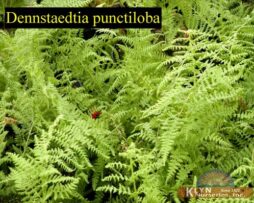 DENNSTAEDTIA punctiloba - Hay-scented Fern