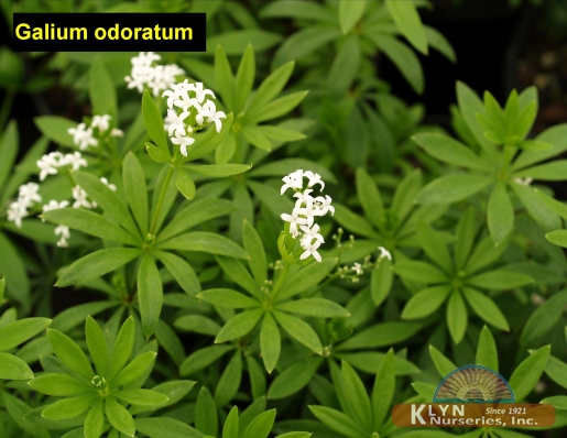 GALIUM odoratum - Sweet Woodruff
