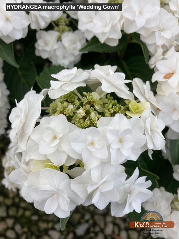 HYDRANGEA macrophylla Wedding Gown - Double Delights™ Wedding Gown Hydrangea