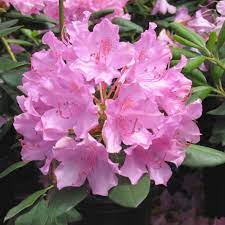 RHODODENDRON ‘English Roseum’