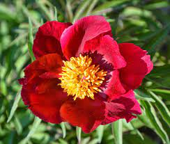 PAEONIA ‘Early Scout’