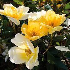 ROSA Sunny Knock Out®