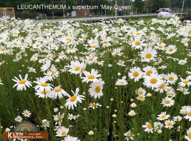 LEUCANTHEMUM x superbum (maximum) 'May Queen' - May Queen Shasta Daisy