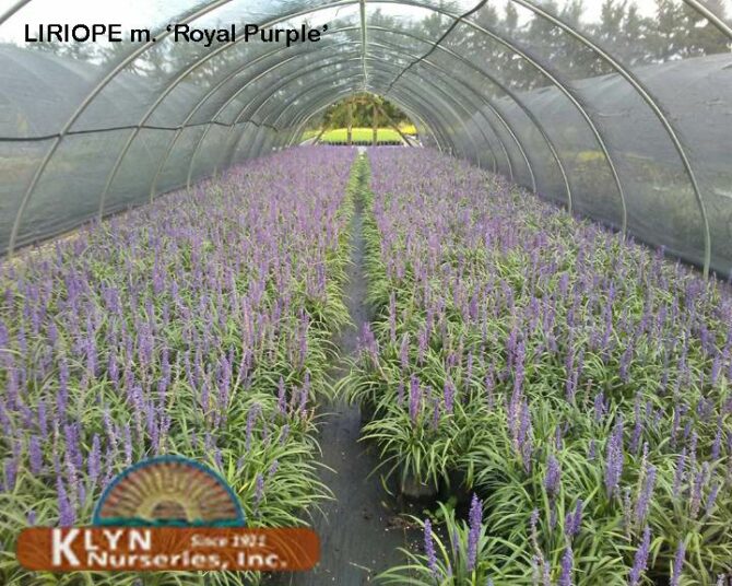 LIRIOPE muscari 'Royal Purple' - Royal Purple Lily Turf