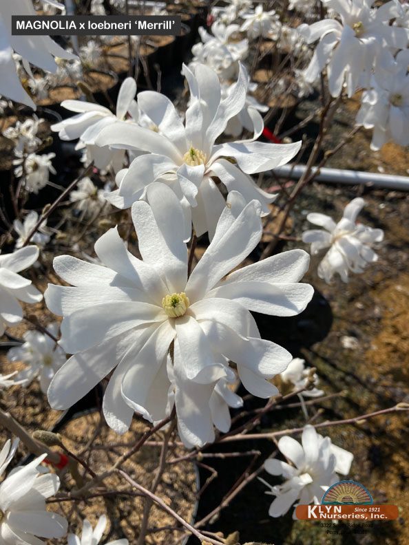 MAGNOLIA x loebneri 'Merrill' - Merrill Magnolia