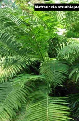 MATTEUCCIA struthiopteris 'The King' - The King Ostrich Fern