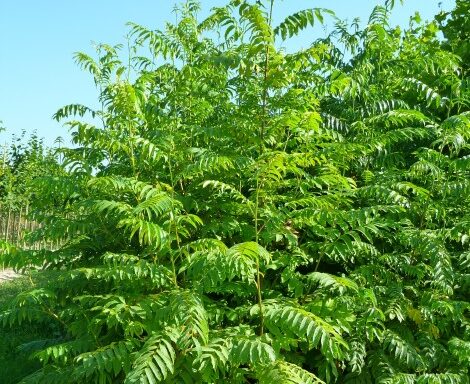 PTEROCARYA fraxinifolia