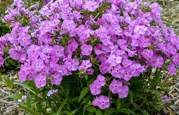 PHLOX x. ‘Forever Pink’