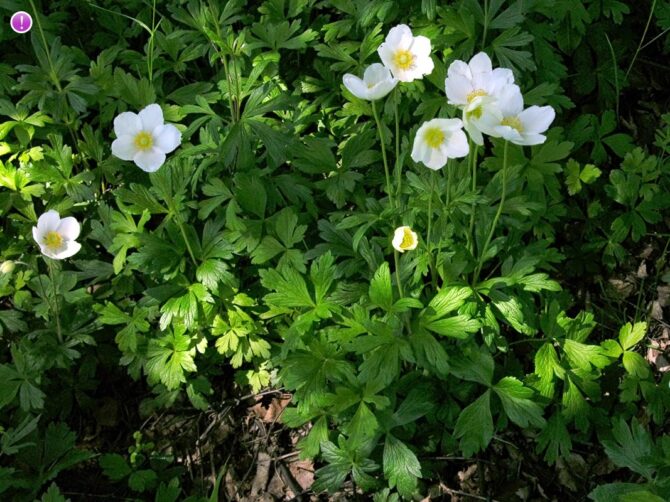 ANEMONE canadensis - Meadow Anemone