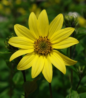 Helianthus 'Lemon Queen' - Lemon Queen Sunflower