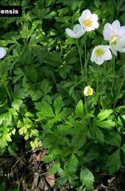 ANEMONE canadensis