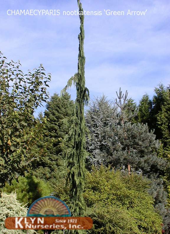 green arrow nootka cypress