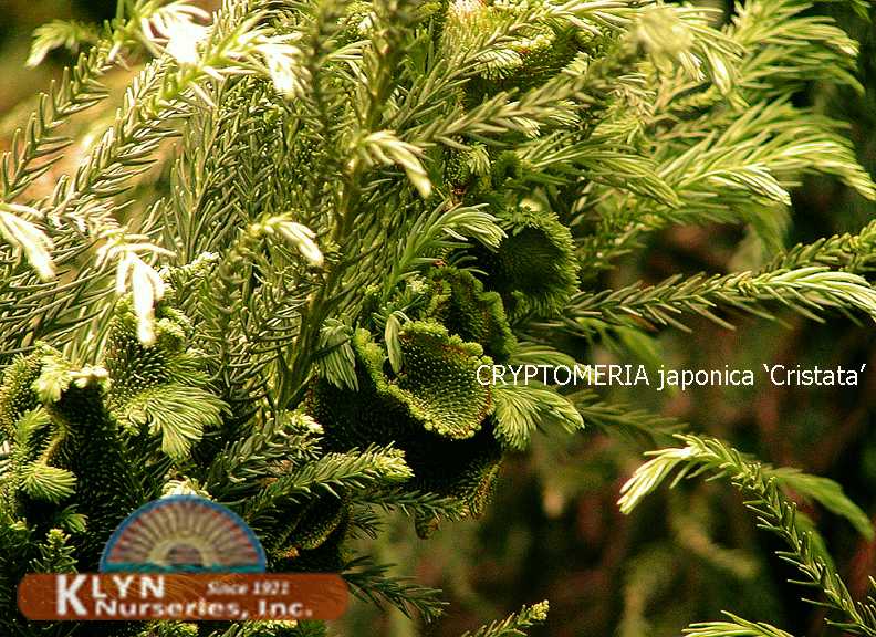 CRYPTOMERIA japonica 'Cristata' - Crested Japanese Cedar