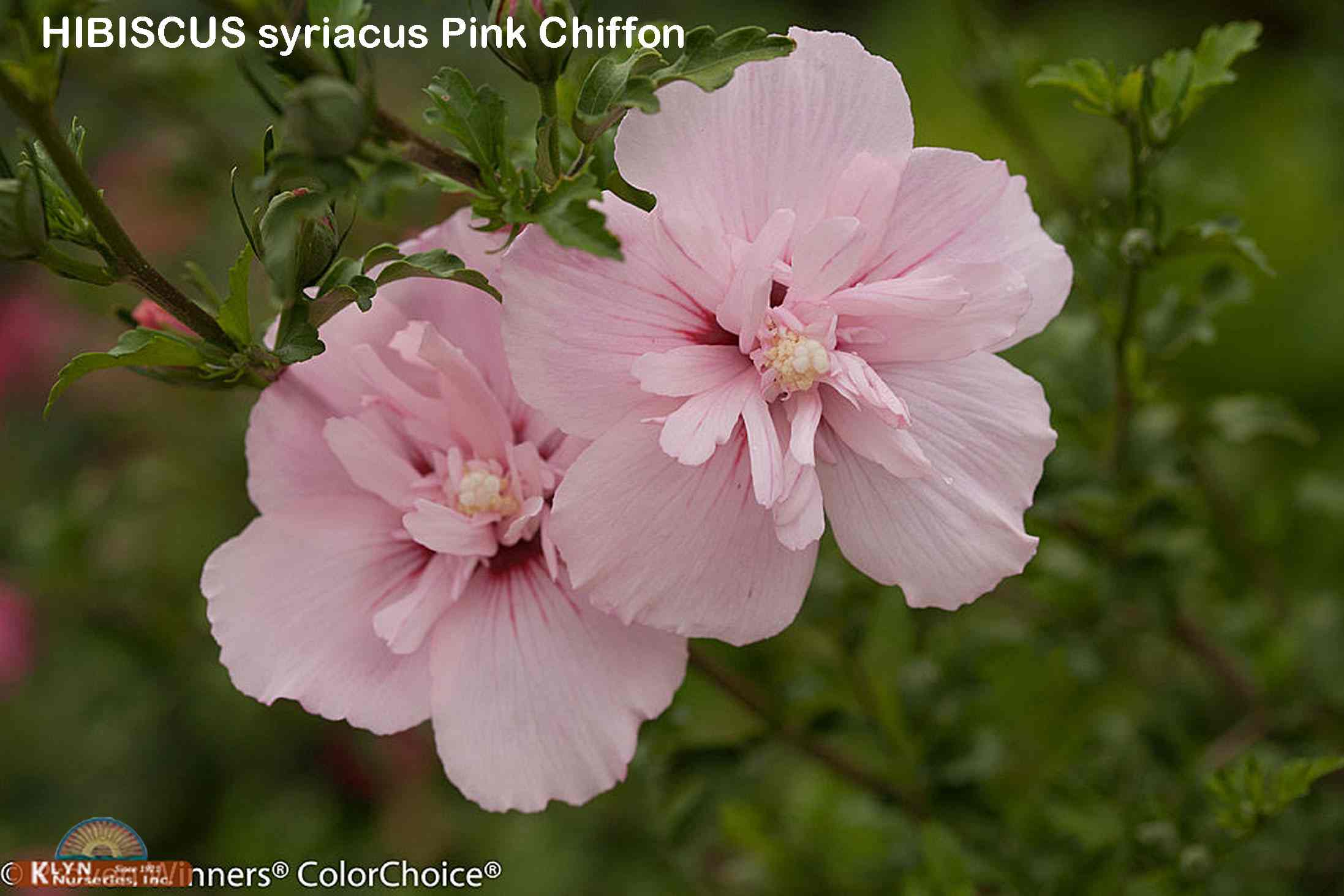 Hibiscus-s-pink-chiffon