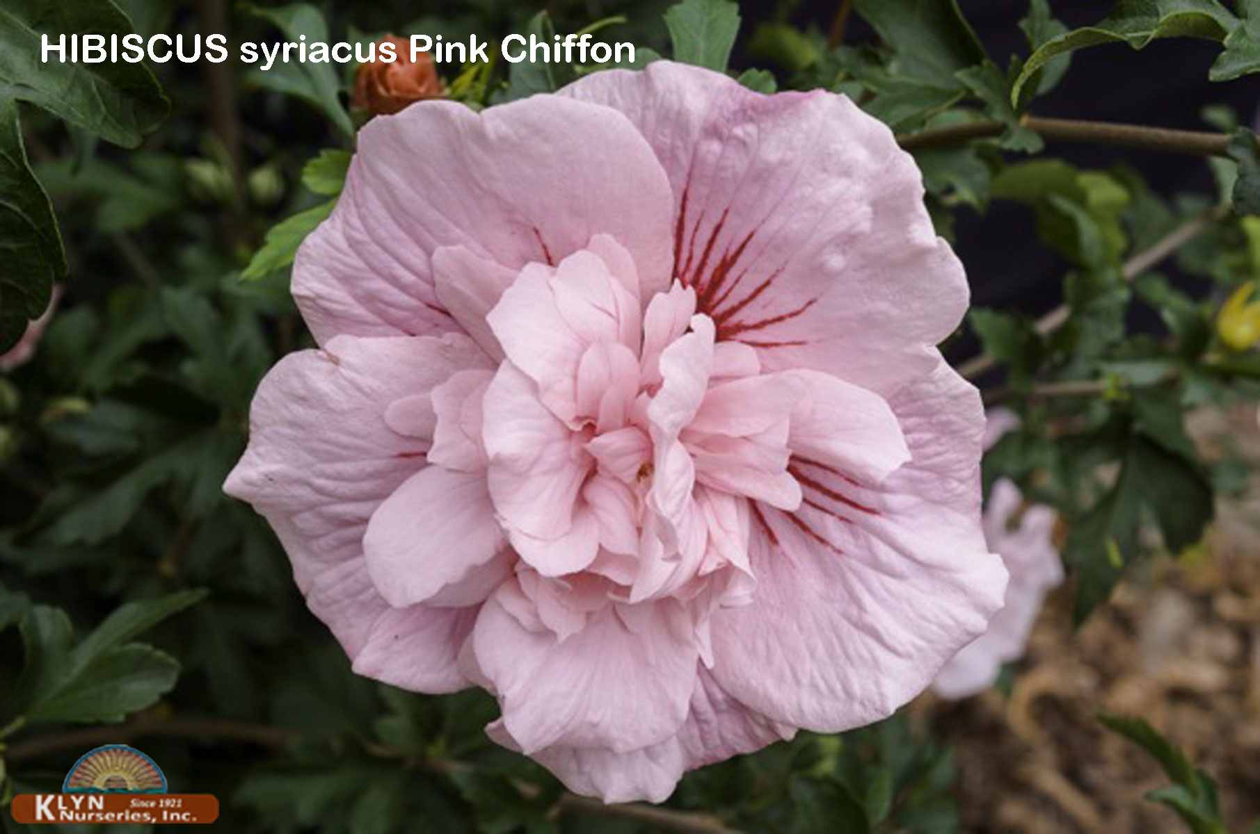 HIBISCUS syriacus Pink Chiffon® - Pink Chiffon™ Rose of Sharon